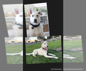 Mutt Dogs for adoption in Menifee, CA, USA