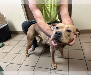 American Pit Bull Terrier Dogs for adoption in Ocala, FL, USA