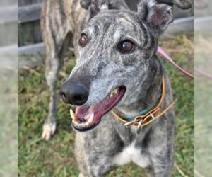 Greyhound Dogs for adoption in Grandville, MI, USA