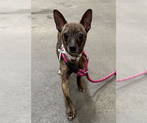 Chihuahua-Unknown Mix Dogs for adoption in Forestville, MD, USA