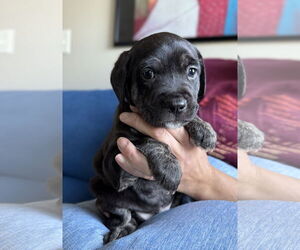 Labrador Retriever-Unknown Mix Dogs for adoption in Caribou, ME, USA