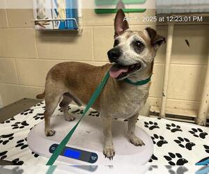 Chihuahua Dogs for adoption in Ocala, FL, USA
