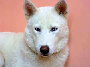 Alaskan Husky Dogs for adoption in York, SC, USA
