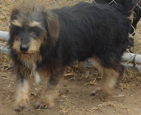 Petit Basset Griffon Vendeen Dogs for adoption in Pipe Creek, TX, USA