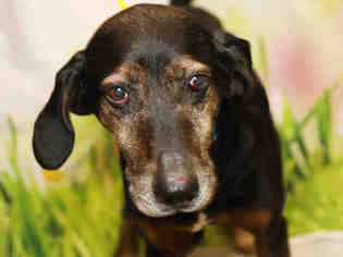 Plott Hound-Unknown Mix Dogs for adoption in Waynesville, NC, USA