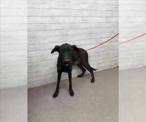 Labrador Retriever-Unknown Mix Dogs for adoption in San Bernardino, CA, USA