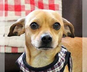 Chiweenie Dogs for adoption in Bamberg, SC, USA