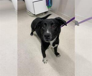 Labrador Retriever-Unknown Mix Dogs for adoption in Fairbanks, AK, USA