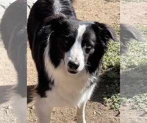 Border Collie Dogs for adoption in Lake Elsinore, CA, USA