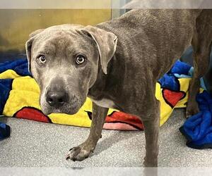 American Pit Bull Terrier-Unknown Mix Dogs for adoption in Orange, CA, USA