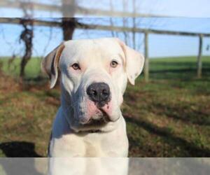 American Bulldog Dogs for adoption in Chestertown, MD, USA