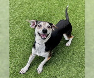 Beagle Dogs for adoption in Salinas, CA, USA