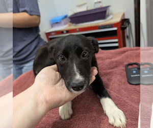 Texas Heeler Dogs for adoption in Chico, CA, USA