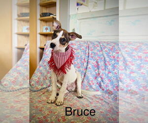 Rat Terrier-Unknown Mix Dogs for adoption in Rockaway, NJ, USA