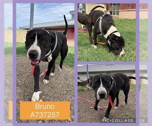 American Staffordshire Terrier-Unknown Mix Dogs for adoption in San Antonio, TX, USA