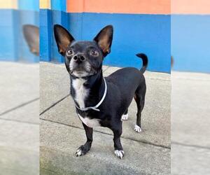 Rat Terrier Dogs for adoption in San Francisco, CA, USA