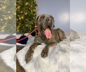 Mutt Dogs for adoption in Goodyear, AZ, USA
