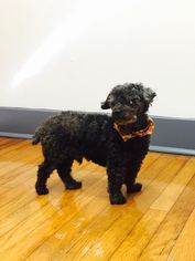 Poodle (Miniature) Dogs for adoption in Tallahassee, FL, USA