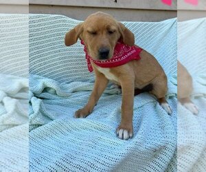 Golden Labrador Dogs for adoption in Columbus, IN, USA