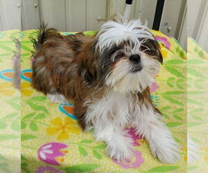 Shih Tzu Dogs for adoption in Mountain View, MO, USA