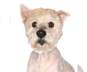 Poodle (Miniature)-Unknown Mix Dogs for adoption in Oakland Park, FL, USA
