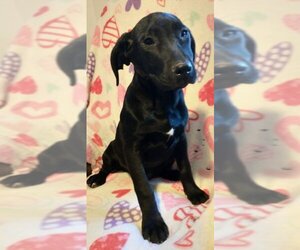 Labrador Retriever Dogs for adoption in Nashville, GA, USA