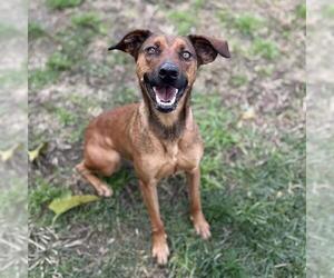 German Shepherd Dog-Unknown Mix Dogs for adoption in Modesto, CA, USA