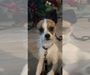 Medium Photo #2 Chihuahua-Unknown Mix Puppy For Sale in Monkton, MD, USA