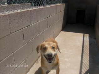 Medium Photo #1 Labrador Retriever-Unknown Mix Puppy For Sale in KELLYVILLE, OK, USA