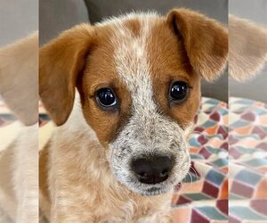 Red Heeler-Unknown Mix Dogs for adoption in Queen Creek, AZ, USA