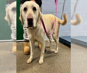 Labrador Retriever Dogs for adoption in Woodland, CA, USA