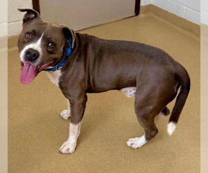 American Pit Bull Terrier-Unknown Mix Dogs for adoption in Derwood, MD, USA