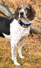 Plott Hound Dogs for adoption in Waterford, VA, USA