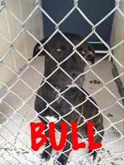 Bulldog-Unknown Mix Dogs for adoption in Waycross, GA, USA