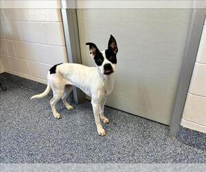 Mutt Dogs for adoption in Grovetown, GA, USA