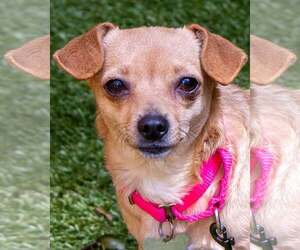 Chihuahua-Unknown Mix Dogs for adoption in Kennesaw, GA, USA