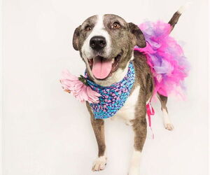 Border Collie-Greyhound Mix Dogs for adoption in phoenix, AZ, USA