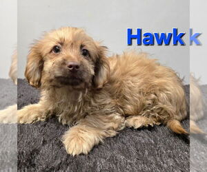Spaniel-Unknown Mix Dogs for adoption in Modesto, CA, USA