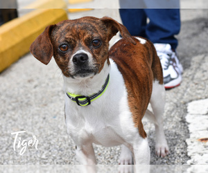 View Ad: Bulldog Mix Dog for Adoption near Florida 