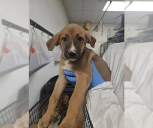 Anatolian Shepherd Dogs for adoption in Conroe, TX, USA