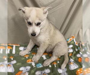Siberian Husky-Unknown Mix Dogs for adoption in Modesto, CA, USA