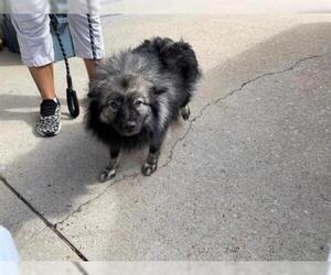 Keeshond Dogs for adoption in Norfolk, VA, USA