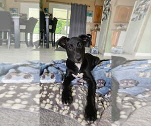 German Shepherd Dog-Unknown Mix Dogs for adoption in Royal Palm Beach, FL, USA