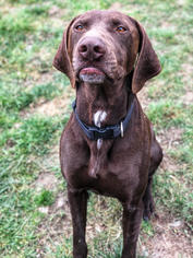 German Shorthaired Pointer Dogs for adoption in Custer, WA, USA