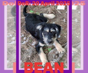 German Shepherd Dog-Unknown Mix Dogs for adoption in Sebec, ME, USA