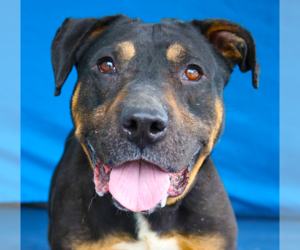 Rottweiler-Unknown Mix Dogs for adoption in Pasadena, CA, USA