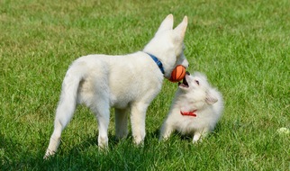 Alaskan Husky Dogs for adoption in Wheaton, IL, USA