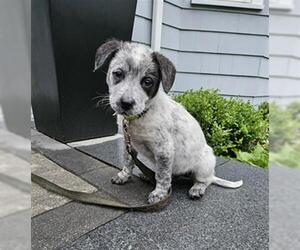 Mutt Dogs for adoption in Dedham, MA, USA