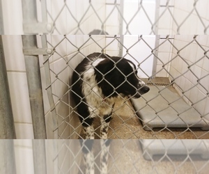 Border Collie Dogs for adoption in Rock Springs, WY, USA