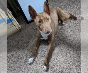 Pharaoh Hound Dogs for adoption in Madison, WI, USA